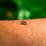 Chiny walczą z kolejnym wirusem. Używają dronów i chemikaliów 