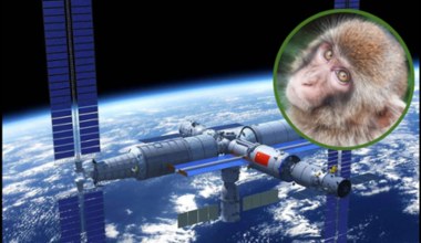 Chiny wysyłają małpy w kosmos, aby te tam kopulowały. Wszystko w imię nauki