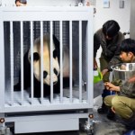 Chiny zabierają pandy z Japonii. Bardzo zły sygnał