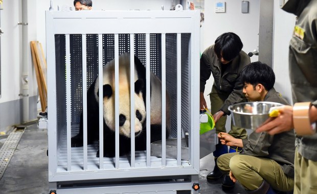 Chiny zabierają pandy z Japonii. Bardzo zły sygnał