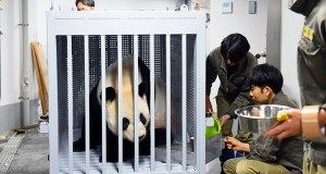 Chiny zabierają pandy z Japonii. Bardzo zły sygnał