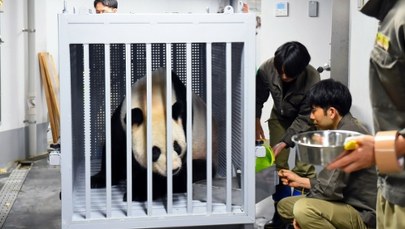 Chiny zabierają pandy z Japonii. Bardzo zły sygnał