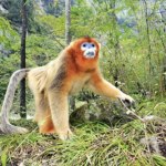 Chiny zmieniają taktykę. Oprócz pand zaczęły też wysyłać złote małpy