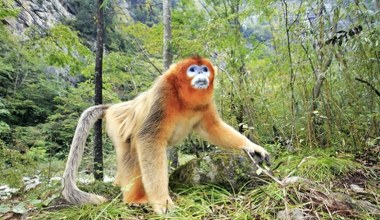 Chiny zmieniają taktykę. Oprócz pand zaczęły też wysyłać złote małpy