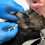 Chip dla zwierzaka - spokojna głowa opiekuna. Bezpłatna akcja w Aleksandrowie Łódzkim