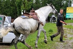 Chipowanie koni na Podhalu 