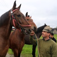 Chipowanie koni na Podhalu