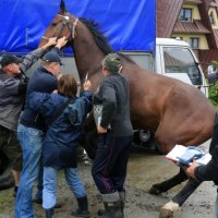 Chipowanie koni na Podhalu