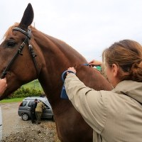Chipowanie koni na Podhalu