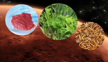 Chipsy z owadów i mięso z probówki. NASA ujawnia menu kolonizatorów Marsa