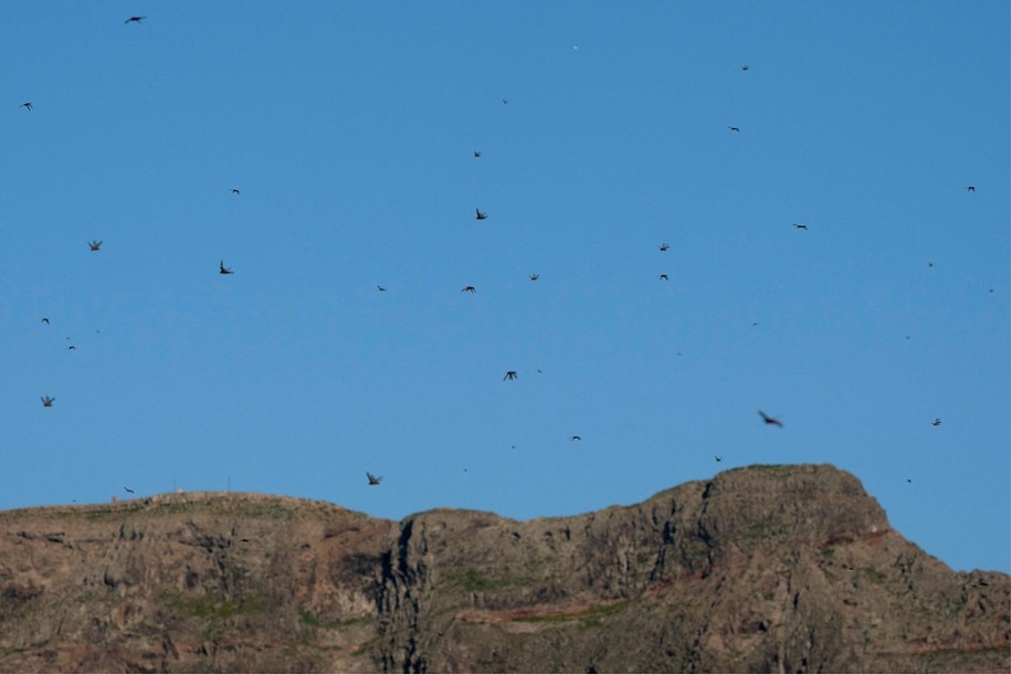 Chmara szarańczy na Lanzarote /Adriel Perdomo /PAP/EPA
