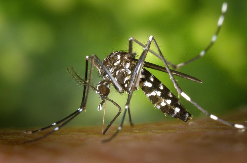 Chmary komarów przestaną być straszne /Pixabay.com