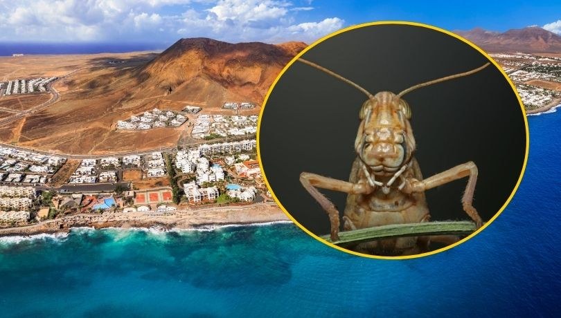 Chmary szarańczy i saharyjski pył na Wyspach Kanaryjskich! Władze apelują o zachowanie spokoju /Shutterstock