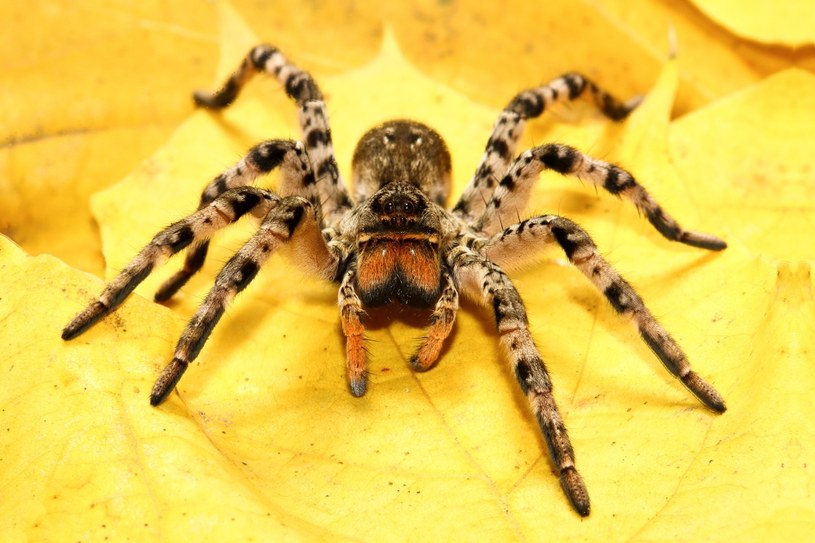 Choć na fotografii wesoło do nas macha, to tarantula ukraińska może być niebezpieczna przy bliższym poznaniu /123RF/PICSEL