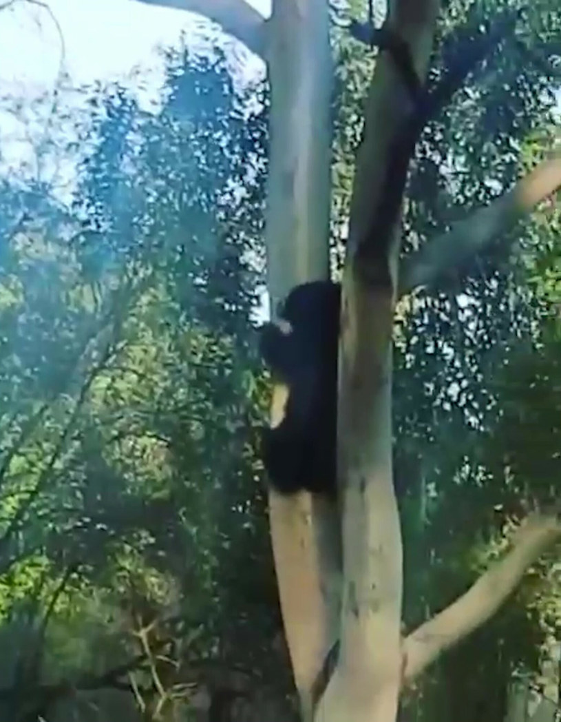 Chociaż są dużych rozmiarów niedźwiedzie z łatwością wspinają się na wysokie drzewa /East News