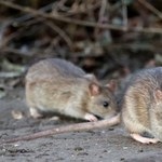 Chodzą po ulicach i dostają się do domów. Mieszkańcy miast mają problem