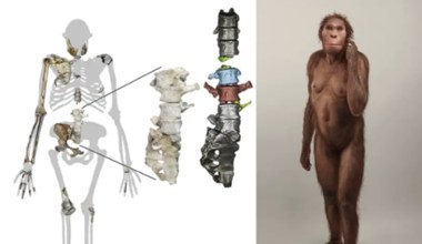"Chodził jak człowiek, wspinał się jak małpa" - odkryto nowy gatunek hominida