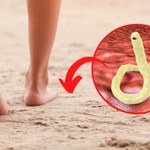 Chodzisz boso po plaży? Uważaj na tęgoryjca dwunastnicy