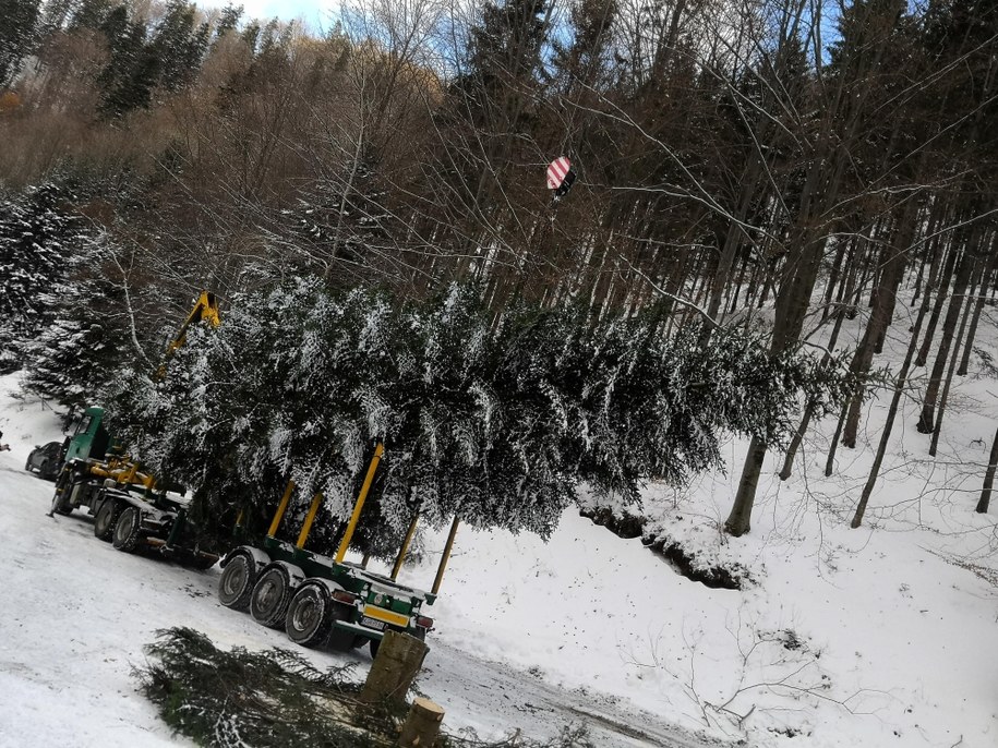 Choinka , która stanie pod oknem papieskim w Krakowie /Renata Pasiut /RMF MAXX