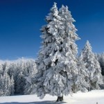 Choinka nie zawsze taka sama. Co symbolizują świerk, sosna i jodła?