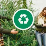 święta Choinka po świętach – wyrzucić czy oddać? Oto najlepsze rozwiązania!