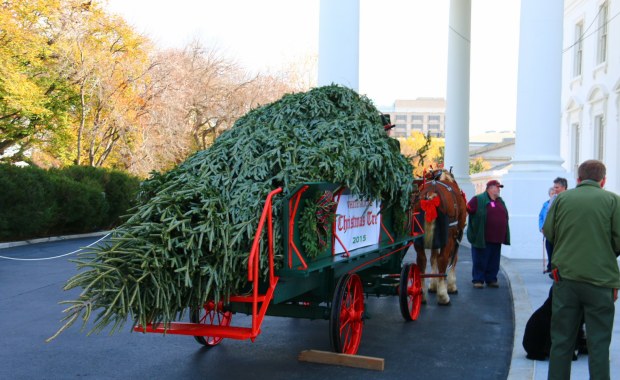Choinka w Białym Domu. Ma 6 m wysokości