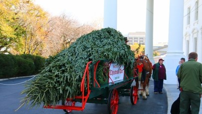 Choinka w Białym Domu. Ma 6 m wysokości