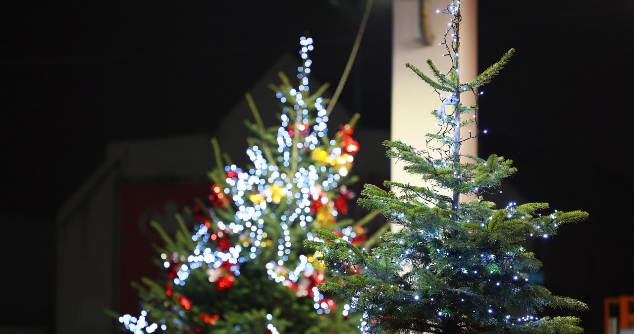 Choinka w doniczce – ekologiczna i stylowa alternatywa dla tradycyjnego drzewka świątecznego /Adobe Stock