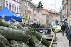 Choinki pod choinkę dziś w Olsztynie