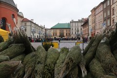 Choinki pod Choinkę od RMF FM: Zielone świerki zapachniały w Krakowie!