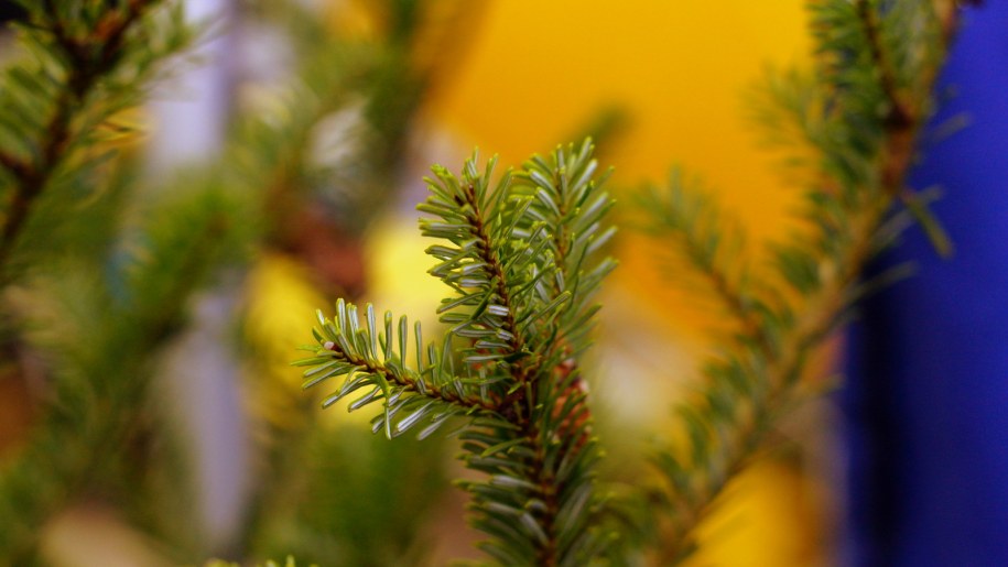 "Choinki pod choinkę" od RMF FM /Michał Dukaczewski /RMF FM