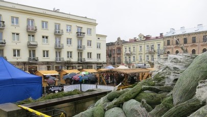 Choinki pod choinkę rozdaliśmy w Kielcach