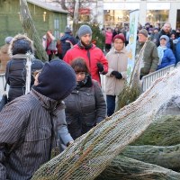 Choinki pod choinkę w Poznaniu 