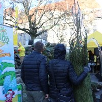 Choinki pod choinkę w Poznaniu 