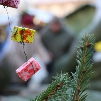 Choinki pod choinkę w Poznaniu 