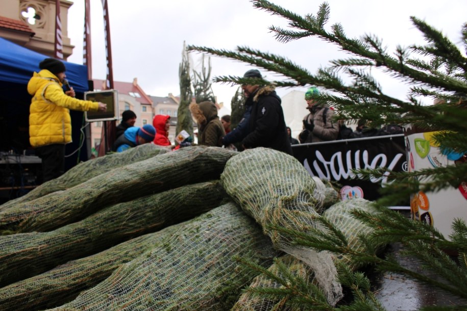 "Choinki pod choinkę" w Rzeszowie /Józef Polewka /RMF FM