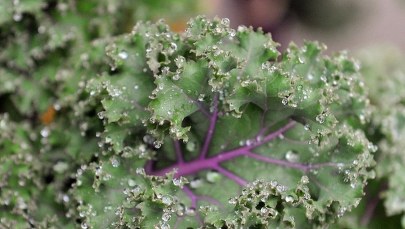 Cholesterol blokuje wchłanianie witaminy E