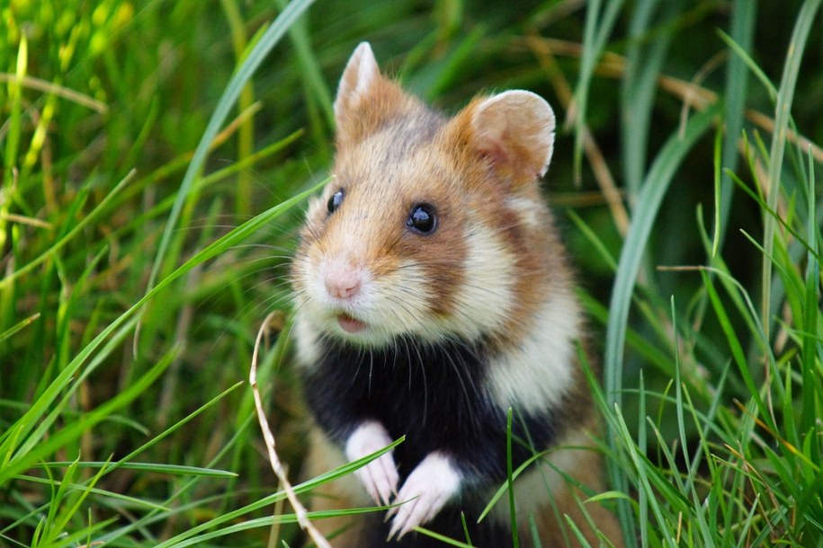 chomik europejski /Shutterstock