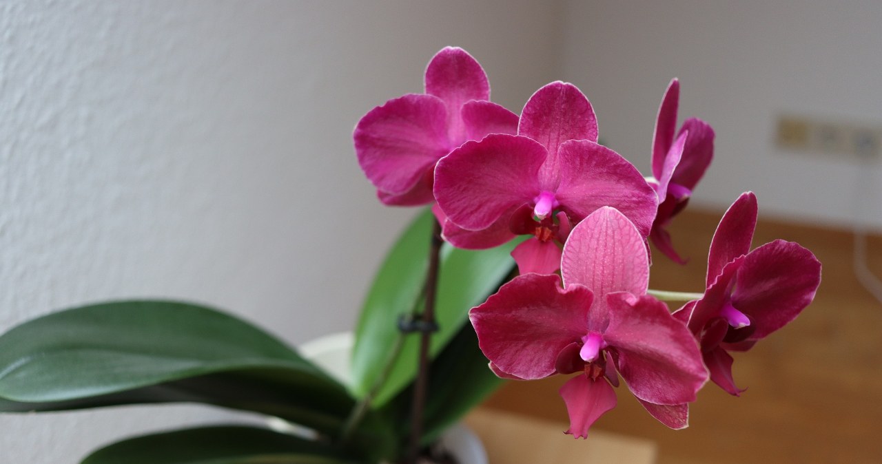 Чому орхідея довго не цвіте? Використайте трюк з яблуком /pixabay.com