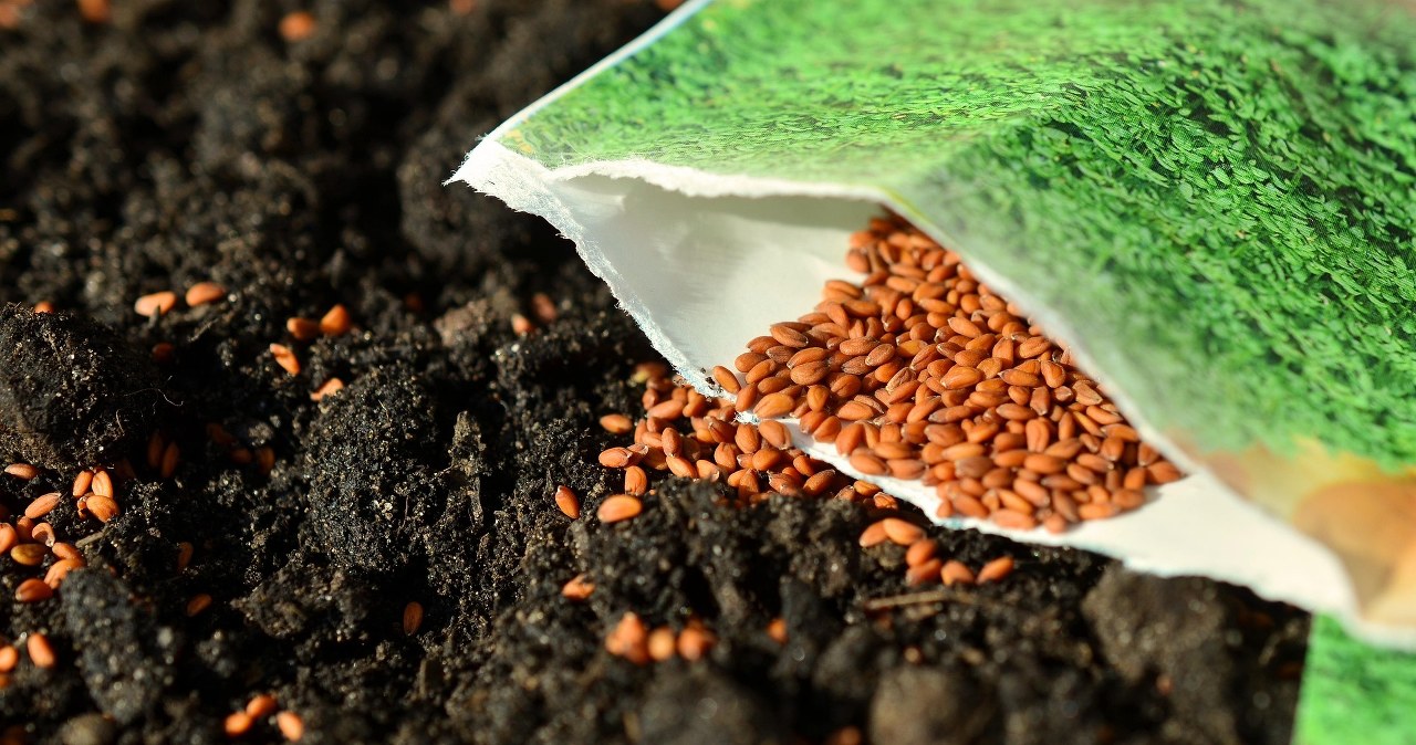 Чому треба замочувати насіння в соді перед посівом? /pixabay.com