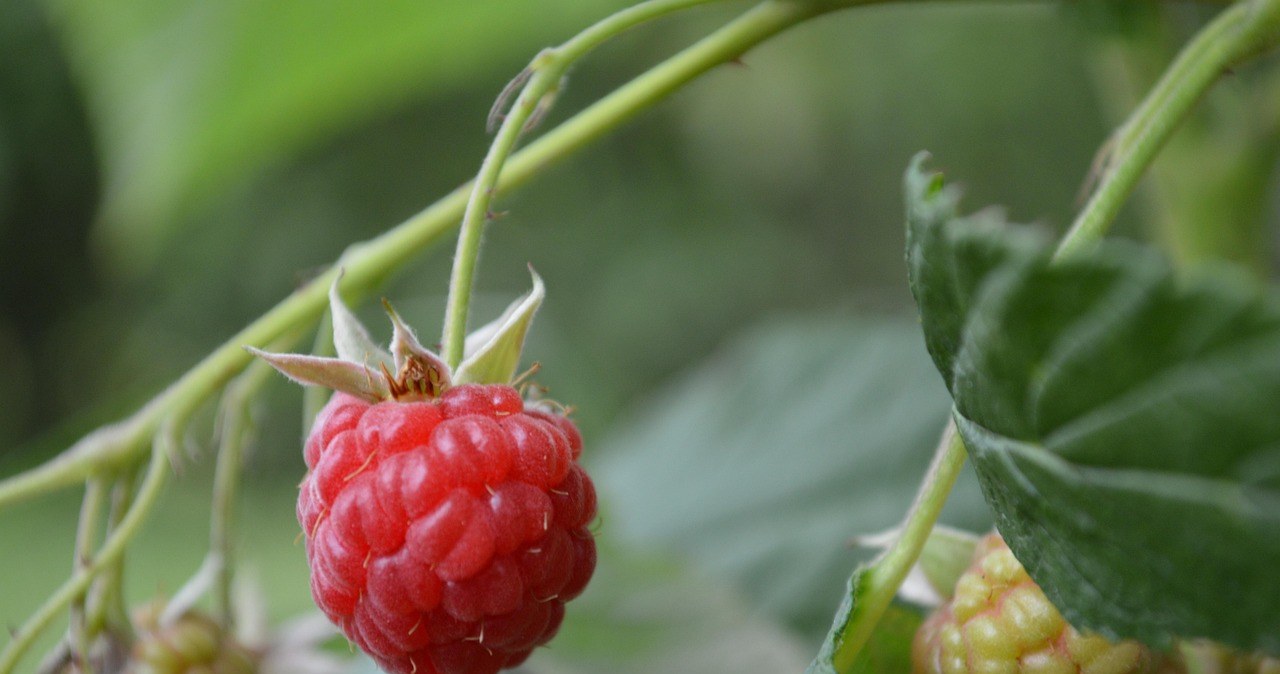 Чому весняне підживлення малини - це важливо? /pixabay.com