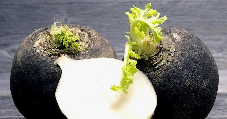 Чорна редька має протизапальні, противірусні та бактерицидні властивості /Domena publiczna