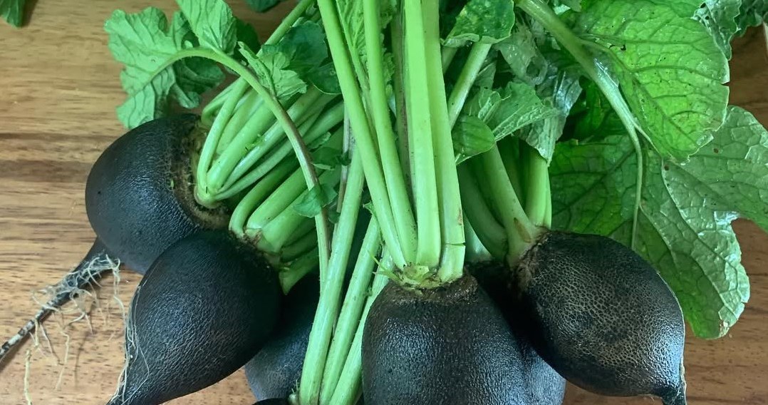 Чорна редька - забутий, але надзвичайно корисний овоч /Domena publiczna