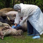 Choroba gnębi nas bez końca. Nowe ognisko wirusa