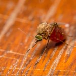 Choroba znana dotąd tylko z tropików bije rekordy w innych częściach świata
