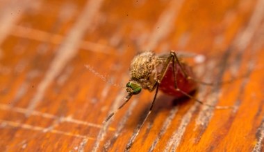 Choroba znana dotąd tylko z tropików bije rekordy w innych częściach świata