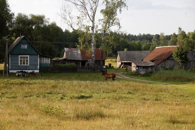 Chorobę afrykańskiego pomoru świń (ASF) wykryto u dwóch świń w gminie Gródek we wsi Zielona /Artur Reszko /PAP