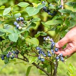 Choroby borówki amerykańskiej: Na co szczególnie trzeba uważać?