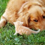 Choroby odzwierzęce. Czym można zarazić się od zwierząt?