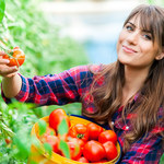 Choroby pomidorów: Jak zwalczać? 